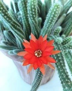 کاکتوس کاماسرئوس