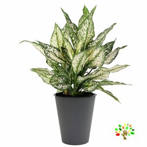 نمایی زیبا از گیاه آگلونما