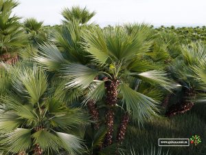 نمایی از نخل بادبزنی