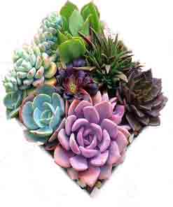 پکیج آرشیو های پارادایس