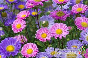 تصویر زیبایی از گل مینای چینی در مجموعه ی پارادایس