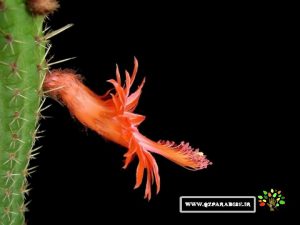 کاکتوس آکراسیا