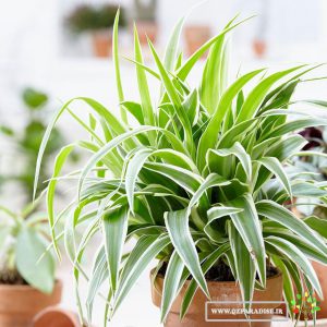 اسپایدر پلنتز