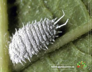 شپشک آرد آلود آفات و بیماری گیاهان مهندس مصطفی قدیری