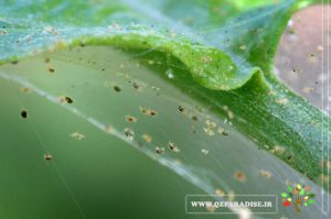 در صورتی که عکس آفت کنه عنکبوتی یا تارتن نمایش داده نشد با تیم پشتیبانی مجموعه پارادایس هماهنگ نمایید