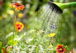 آبیاری_با_آفتابه_پارادایس