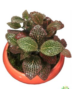 در صورت عدم نمایش تصویربا تیم پشتیبانی هماهنگ کنید.