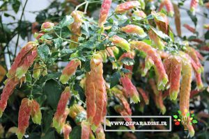 بلپرون_1_پارادایس