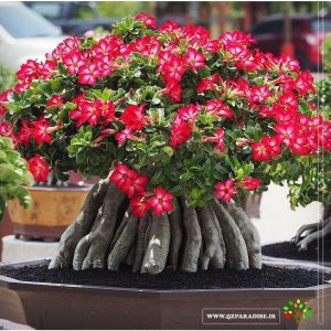 بونسای_آدنیوم_گل_قرمز_پارادایس