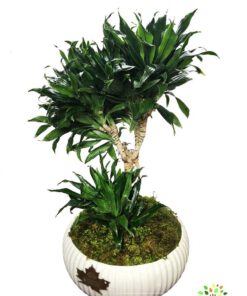 گیاه دراسنا کامپکت در صورت عدم نمایش تصویر محصول cl2 با تیم پشتیبانی هماهنگ کنید.