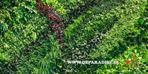 دیوار سبز _1_پارادایس