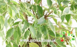فیکوس_1_پارادایس