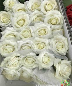 گل مصنوعی AFM164 Artificial Flower