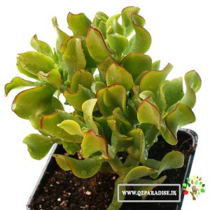 کراسولا_1_پارادایس