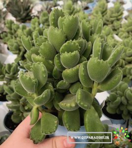 کوتیلدن _3_پارادایس