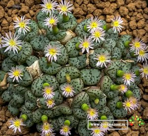 کونوفیتوم_3_پارادایس