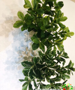 گل مصنوعی AFJ84 Artificial Flower