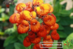 گل_کیفی_پارادایس
