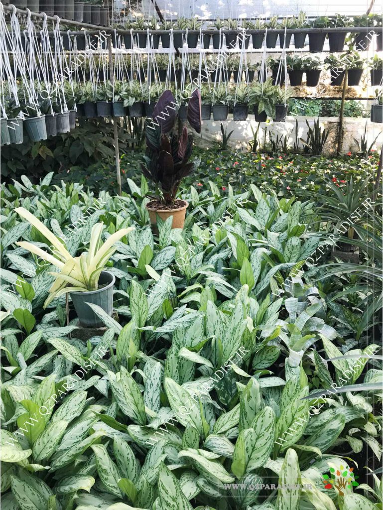 آگلو نما سبز