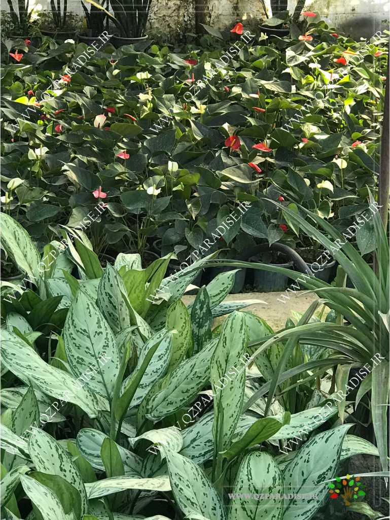 آگلو نما معمولی