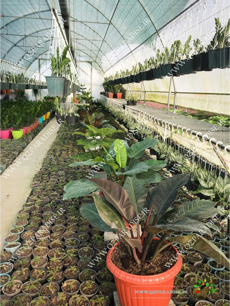 فیلندرون بلک