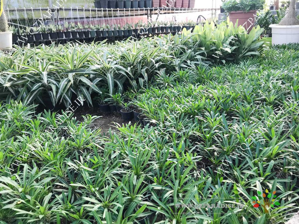 نخل مادگاسکار