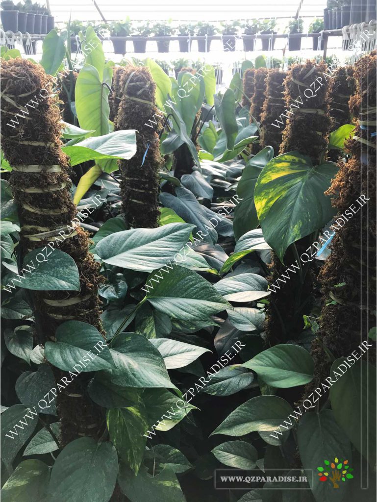 پتوس سبز قَیم دار