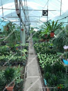 گلخانه گیاهان آّپارتمانی گلبن