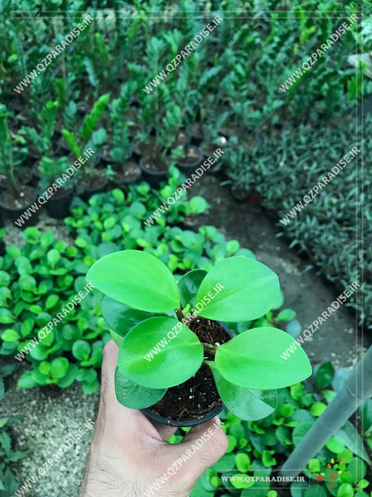گیاه پپرومیا سبز برگ