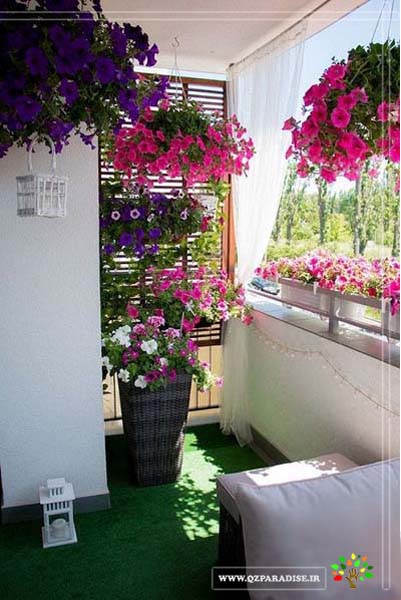 نور مناسب گیاهان آپارتمانی در خصوص اصول نگهداری گیاهان