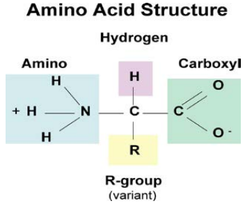 ضرورت استفاده از کود آمینو اسید