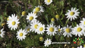 بابونه_شاخص_پارادایس