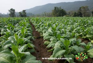 تنباکو_شاخص_پارادایس