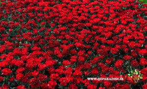 گل_رز_پارادایس