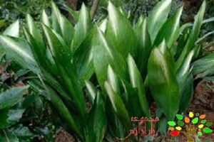 تصویری از فولادی