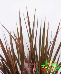 تصویری از دراسنا