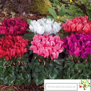 تصویری از سیکلمن