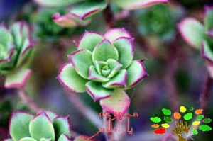 تصویری از کارالوما