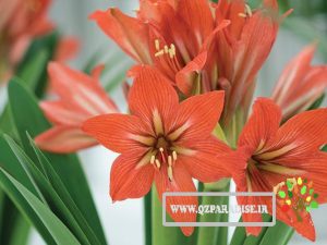 گیاه آماربلیس