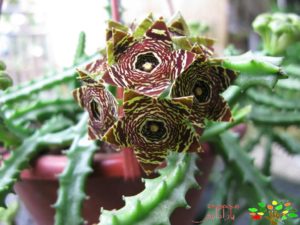 تصویری از کارالوما