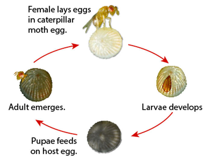 تخم های سیاهرنگ زنبور تریکوگراما