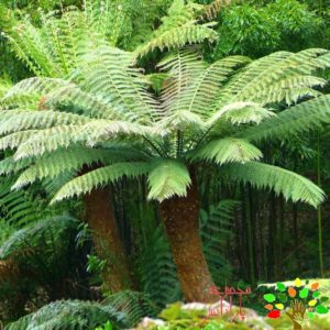 تصویری از دیکسونیا