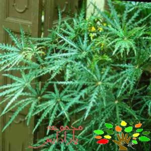 تصویری از این گیاه