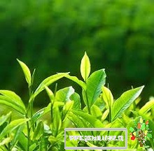 گیاه، کودک دانشمند-قسمت20