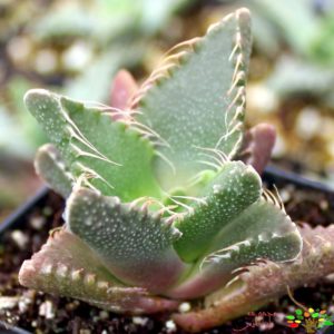 تصویری از فاکوریا