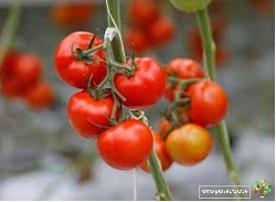 مدیریت آب و کود در گلخانه و مزرعه برای گوجه فرنگی