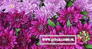 تغذیه و آبیاری داوودی