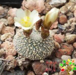 تصویری از بلوسفلدیا