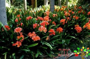 تصویری از خورشیدی