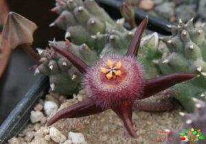 تصویری از دووالیا